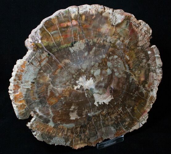 Beautiful Inch Araucaria Petrified Wood Slab #3345